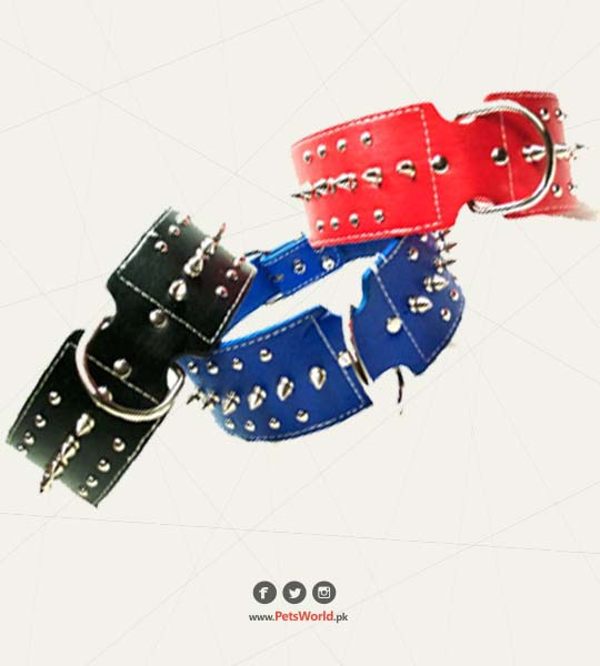 petsworld.pk| Pet Clinic