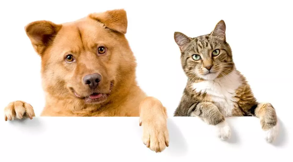 petsworld.pk| Pet Clinic