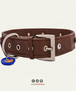 Dog Buckle collar