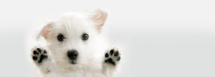 petsworld.pk| Pet Clinic