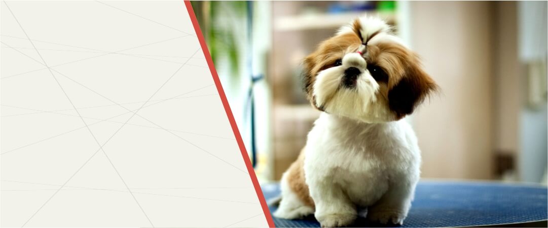 petsworld.pk| Pet Clinic