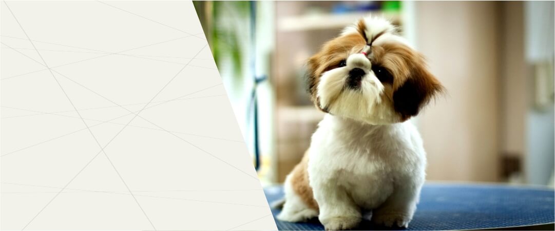 petsworld.pk| Pet Clinic
