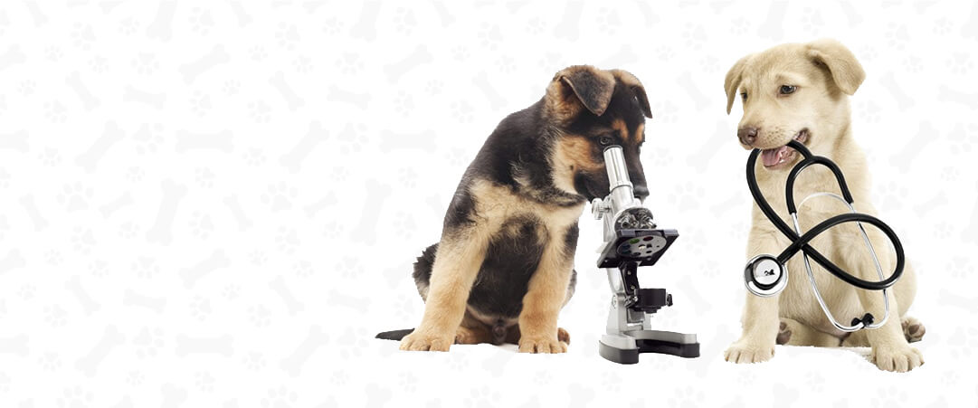 petsworld.pk| Pet Clinic