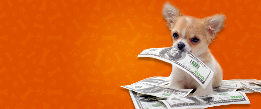 petsworld.pk| Pet Clinic