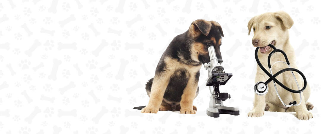 petsworld.pk| Pet Clinic