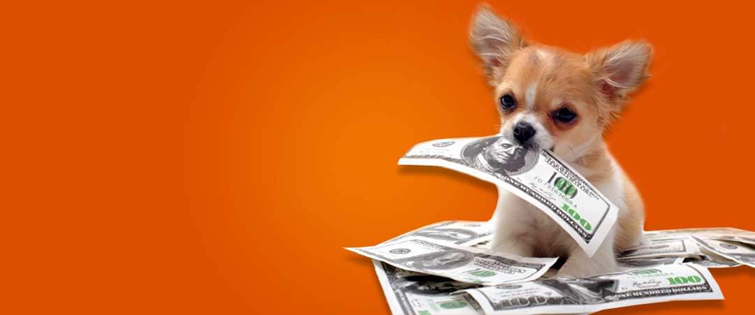 petsworld.pk| Pet Clinic