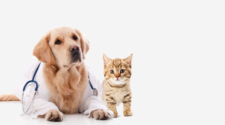 Pet Clinic In Faisal Town Lahore Petsworld Pk Pet Clinic