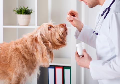 Best PET Clinic in Lahore | Petsworld.pk | Pet Clinic