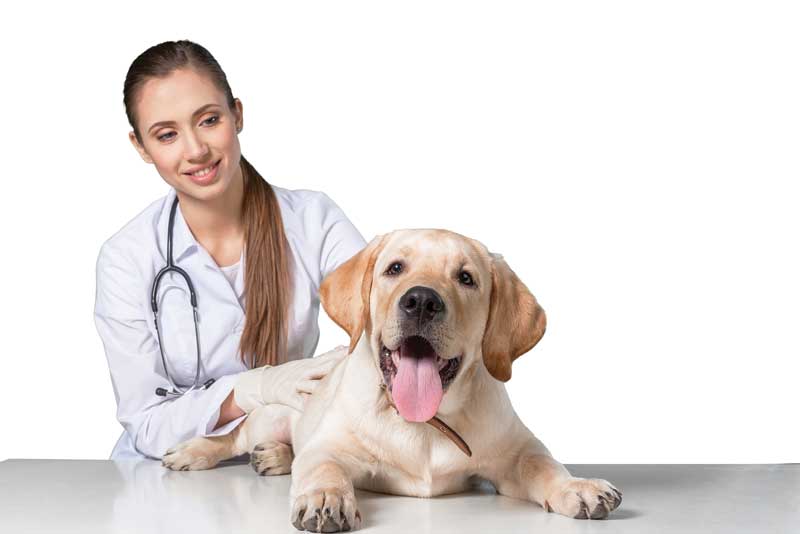 petsworld.pk| Pet Clinic