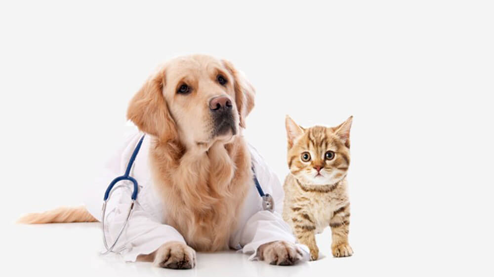 petsworld.pk| Pet Clinic
