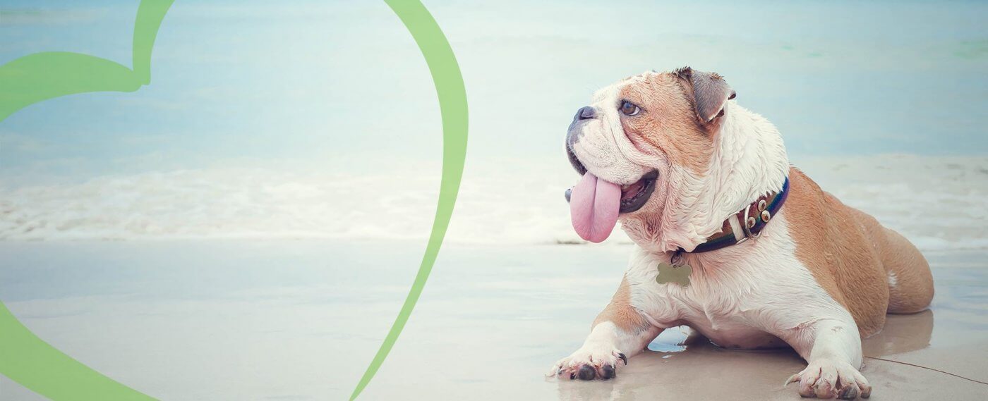 petsworld.pk| Pet Clinic