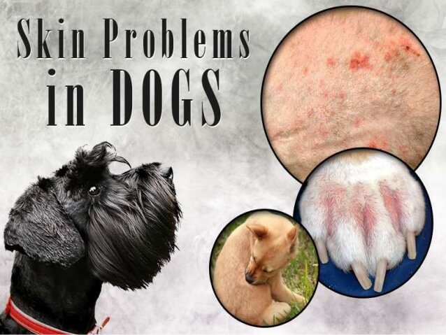 Common Skin Issues in Dogs – Petsworld.pk | Pet Clinic