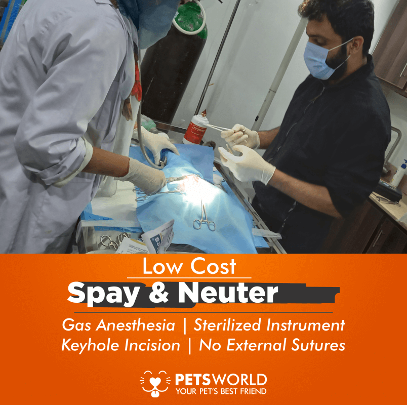 petsworld.pk| Pet Clinic